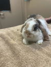 adoptable Rabbit in Tacoma, WA named A603750