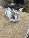 adoptable Rabbit in Tacoma, WA named JOEY