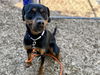 adoptable Dog in Tacoma, WA named POPPAS