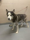 adoptable Dog in Tacoma, WA named STELLAR