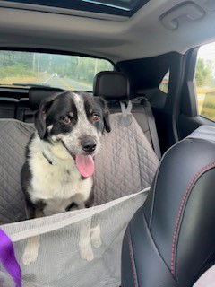 adoptable Dog in Tacoma, WA named CIELO