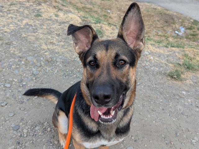 adoptable Dog in Tacoma, WA named CHANCE