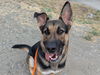 adoptable Dog in Tacoma, WA named CHANCE