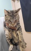 adoptable Cat in Tacoma, WA named WORKING CAT SIMON
