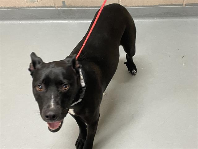 adoptable Dog in Tacoma, WA named CHARLOTTE