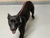 adoptable Dog in Tacoma, WA named CHARLOTTE