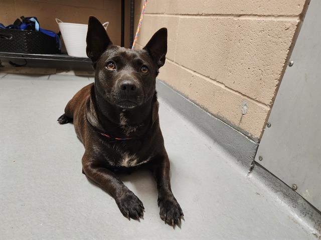 adoptable Dog in Tacoma, WA named SCARLETT
