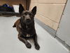 adoptable Dog in  named SCARLETT