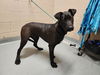 adoptable Dog in Tacoma, WA named BENJAMIN