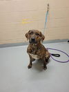 adoptable Dog in Tacoma, WA named RIHANNA