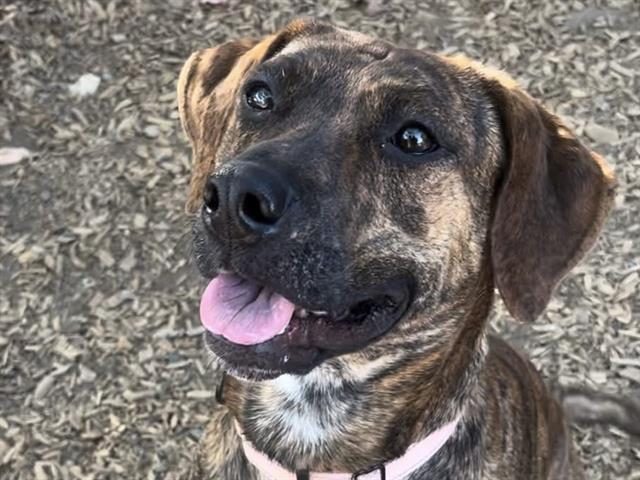 adoptable Dog in Tacoma, WA named RIHANNA