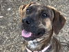 adoptable Dog in  named RIHANNA