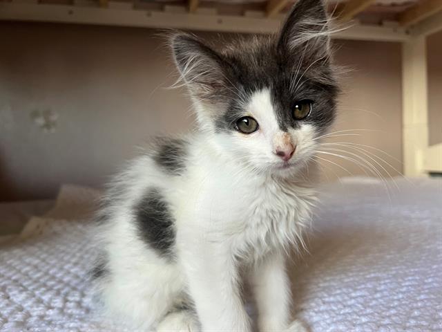 adoptable Cat in Tacoma, WA named NIBBLES