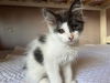 adoptable Cat in Tacoma, WA named NIBBLES