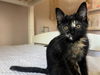 adoptable Cat in Tacoma, WA named AUTUMN