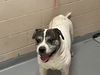 adoptable Dog in Tacoma, WA named ZEUS