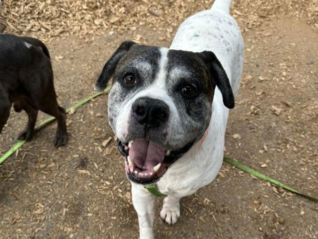 adoptable Dog in Tacoma, WA named ZEUS
