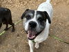 adoptable Dog in  named ZEUS