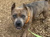 adoptable Dog in  named SNUBBER