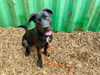 adoptable Dog in  named COLDPLAY