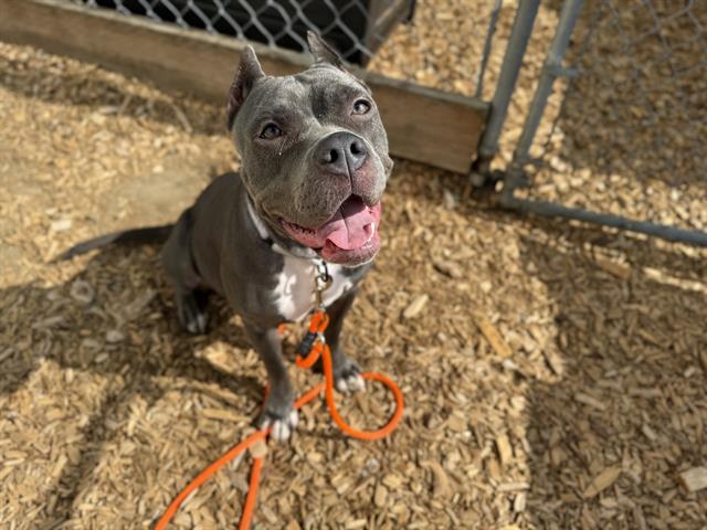 adoptable Dog in Tacoma, WA named CERAVE