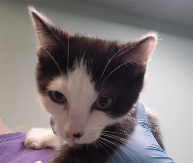 adoptable Cat in Tacoma, WA named PETRUS