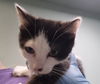 adoptable Cat in  named PETRUS