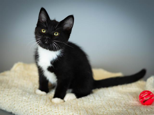 adoptable Cat in Tacoma, WA named IZALITH
