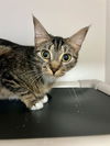 adoptable Cat in  named DUSK