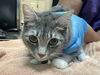 adoptable Cat in  named GWYNEVERE