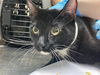 adoptable Cat in  named LAUTREC