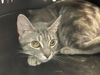 adoptable Cat in  named SIEGLINDE