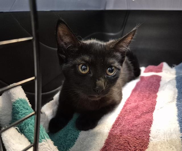 adoptable Cat in Tacoma, WA named FAUNA