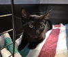 adoptable Cat in  named FAUNA