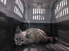 adoptable Cat in  named ALVINA