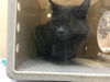 adoptable Cat in  named MATEO