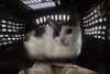 adoptable Cat in  named LLORONA