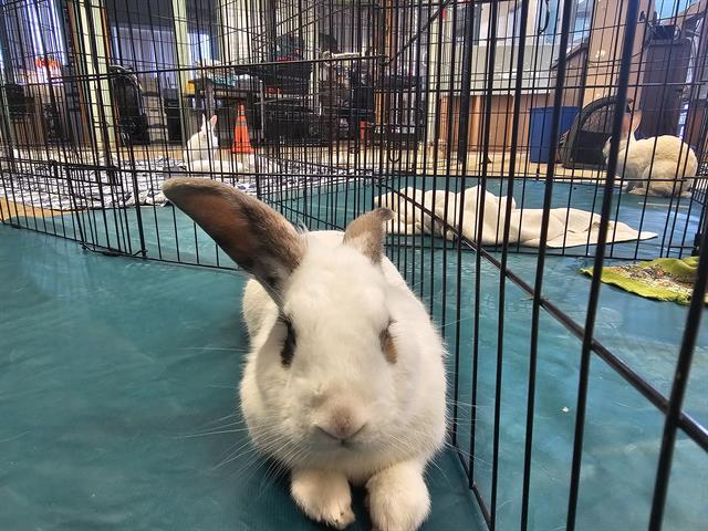 adoptable Rabbit in Tacoma, WA named SAMMY