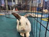 adoptable Rabbit in  named SAMMY