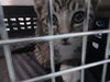 adoptable Cat in  named BEX GALEVANS