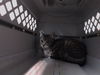 adoptable Cat in  named ELLIS