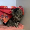 adoptable Cat in  named CALIN TRELL
