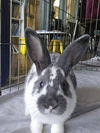 adoptable Rabbit in  named ROMEO