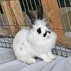 adoptable Rabbit in  named ZORRO