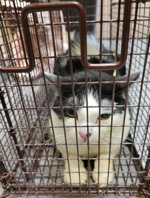 adoptable Cat in Tacoma, WA named FABIA