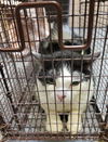 adoptable Cat in  named FABIA