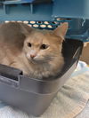 adoptable Cat in  named EMIRA