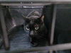 adoptable Cat in  named BERRAS EMERY