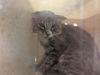 adoptable Cat in  named ASANA
