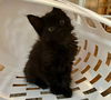 adoptable Cat in  named CLARA